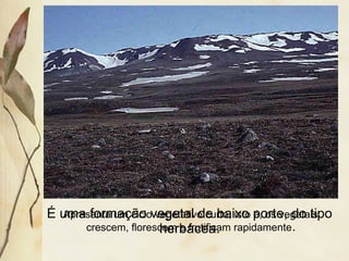 É uma formação vegetal de baixo porte, do tipo
herbácea.
Apresenta um ciclo vegetativo curto, isto é, os vegetais
crescem, florescem e frutificam rapidamente.
 