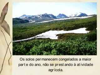 Os solos permanecem congelados a maior
part e do ano, não se prest ando à at ividade
agrícola.
 