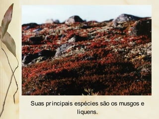 Suas principais espécies são os musgos e
liquens.
 