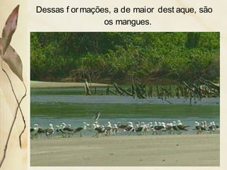 Dessas f ormações, a de maior dest aque, são
os mangues.
 