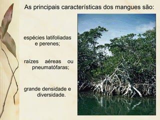 As principais características dos mangues são:
espécies latifoliadas
e perenes;
raízes aéreas ou
pneumatófaras;
grande densidade e
diversidade.
 