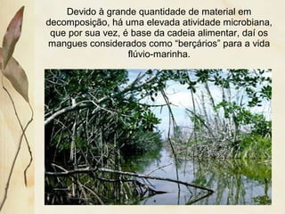 Devido à grande quantidade de material em
decomposição, há uma elevada atividade microbiana,
que por sua vez, é base da cadeia alimentar, daí os
mangues considerados como “berçários” para a vida
flúvio-marinha.
 