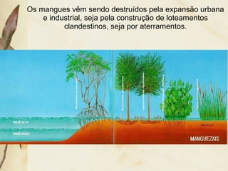 Os mangues vêm sendo destruídos pela expansão urbana
e industrial, seja pela construção de loteamentos
clandestinos, seja por aterramentos.
 