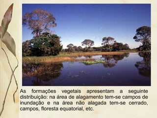 As formações vegetais apresentam a seguinte
distribuição: na área de alagamento tem-se campos de
inundação e na área não alagada tem-se cerrado,
campos, floresta equatorial, etc.
 
