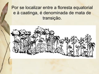 Por se localizar entre a floresta equatorial
e à caatinga, é denominada de mata de
transição.
 
