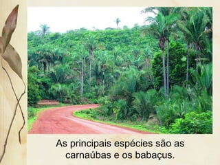 As principais espécies são as
carnaúbas e os babaçus.
 