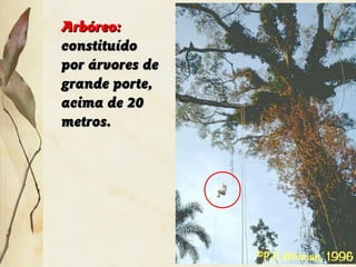 Arbóreo:Arbóreo:
constituídoconstituído
por árvores depor árvores de
grande porte,grande porte,
acima de 20acima de 20
metros.metros.
 