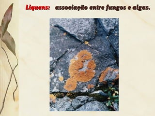 Liquens:Liquens: associação entre fungos e algas.associação entre fungos e algas.
 