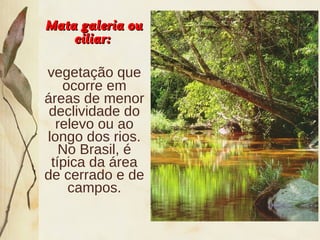 Mata galeria ouMata galeria ou
ciliar:ciliar:
vegetação que
ocorre em
áreas de menor
declividade do
relevo ou ao
longo dos rios.
No Brasil, é
típica da área
de cerrado e de
campos.
 