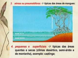 3. aéreas ou pneumatóforas  típicas das áreas de mangues:
4. pequenas e superficiais  típicas das áreas
quentes e secas (climas desértico, semi-árido e
de montanha), exemplo: caatinga;
 