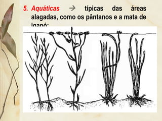 5. Aquáticas  típicas das áreas
alagadas, como os pântanos e a mata de
igapó:
 