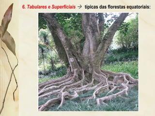 6. Tabulares e Superficiais  típicas das florestas equatoriais:
 