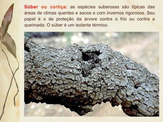 Súber ou cortiça: as espécies suberosas são típicas das
áreas de climas quentes e secos e com invernos rigorosos. Seu
papel é o de proteção da árvore contra o frio ou contra a
queimada. O súber é um isolante térmico.
 
