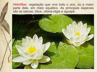 Hidrófilas: vegetação que vive todo o ano, ou a maior
parte dele, em meio aquático. As principais espécies
são as taboas, lótus, vitória-régia e aguapé.
 