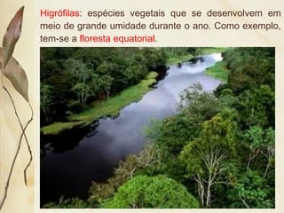 Higrófilas: espécies vegetais que se desenvolvem em
meio de grande umidade durante o ano. Como exemplo,
tem-se a floresta equatorial.
 