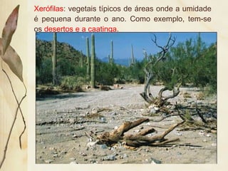 Xerófilas: vegetais típicos de áreas onde a umidade
é pequena durante o ano. Como exemplo, tem-se
os desertos e a caatinga.
 