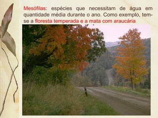 Mesófilas: espécies que necessitam de água em
quantidade média durante o ano. Como exemplo, tem-
se a floresta temperada e a mata com araucária.
 