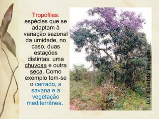 Tropófilas:
espécies que se
adaptam à
variação sazonal
da umidade, no
caso, duas
estações
distintas: uma
chuvosa e outra
seca. Como
exemplo tem-se
o cerrado, a
savana e a
vegetação
mediterrânea.
 