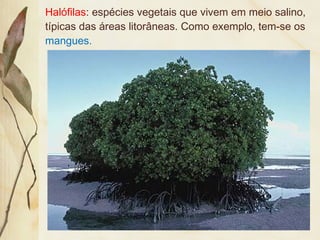 Halófilas: espécies vegetais que vivem em meio salino,
típicas das áreas litorâneas. Como exemplo, tem-se os
mangues.
 
