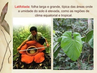 Latifoliada: folha larga e grande, típica das áreas onde
a umidade do solo é elevada, como as regiões de
clima equatorial e tropical.
 