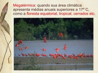 Megatérmica: quando sua área climática
apresenta médias anuais superiores a 17º C,
como a floresta equatorial, tropical, cerrados etc.
 
