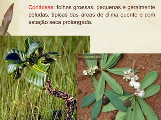 Coriáceas: folhas grossas, pequenas e geralmente
peludas, típicas das áreas de clima quente e com
estação seca prolongada.
 