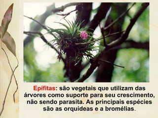 Epífitas: são vegetais que utilizam das
árvores como suporte para seu crescimento,
não sendo parasita. As principais espécies
são as orquídeas e a bromélias.
 
