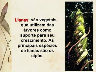 LianasLianas:: são vegetais
que utilizam das
árvores como
suporte para seu
crescimento. As
principais espécies
de lianas são os
cipós.
 