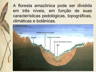 A floresta amazônica pode ser dividida
em três níveis, em função de suas
características pedológicas, topográficas,
climáticas e botânicas.
 