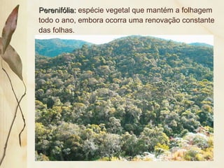 Perenifólia:Perenifólia: espécie vegetal que mantém a folhagem
todo o ano, embora ocorra uma renovação constante
das folhas.
 