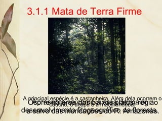 3.1.1 Mata de Terra Firme
Ocorre na área dos baixos platôs, região
a salvo das inundações do R. Amazonas.
A principal espécie é a castanheira. Além dela ocorrem o
caucho, o acapu e a maçaranduba.Apresenta-se como a área de maior
desenvolvimento fitogeográfico da floresta.
 