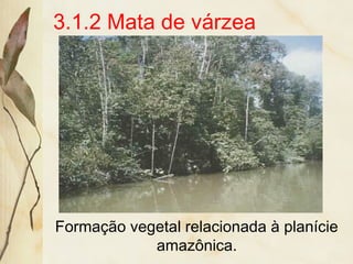 3.1.2 Mata de várzea
Formação vegetal relacionada à planície
amazônica.
 