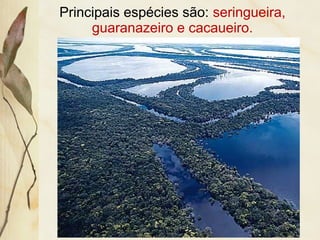 Principais espécies são: seringueira,
guaranazeiro e cacaueiro.
 