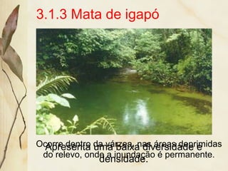 3.1.3 Mata de igapó
Ocorre dentro da várzea, nas áreas deprimidas
do relevo, onde a inundação é permanente.
Apresenta uma baixa diversidade e
densidade.
 