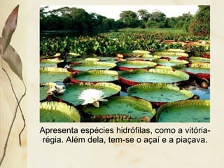 Apresenta espécies hidrófilas, como a vitória-
régia. Além dela, tem-se o açaí e a piaçava.
 