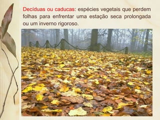 Decíduas ou caducas: espécies vegetais que perdem
folhas para enfrentar uma estação seca prolongada
ou um inverno rigoroso.
 