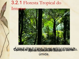 3.2.1 Floresta Tropical do
Interior
Também denominada de floresta semi-
úmida.
É área do clima do tropical, fato que explica a presença de
algumas espécies semi-caducas.Ocorre entre a mata atlântica e o cerrado.
 