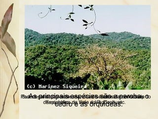 As principais espécies são a peroba, o
cedro e as orquídeas.
Sua degradação é intensa, devido à elevada densidade
demográfica da área e à agrícultura.
Podem ser observadas manchas isoladas nas encostas do
Espinhaço, no Vale do R. Doce, etc.
 