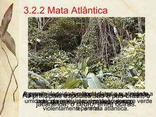 3.2.2 Mata Atlântica
Ocorre próxima ao litoral, desde o Rio Grande
do Norte até o Rio Grande do Sul.
A grande densidade populacional e a atividade
agrícola mais intensiva degradaram,
violentamente, a mata atlântica.
As principais espécies são o pau-brasil, o
jacarandá, o cedro, entre outras.
A proximidade com o litoral, fator que aumenta a
umidade, garante uma vegetação sempre verde
e perene.
 