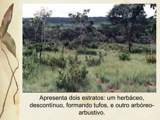 Apresenta dois estratos: um herbáceo,
descontínuo, formando tufos, e outro arbóreo-
arbustivo.
 
