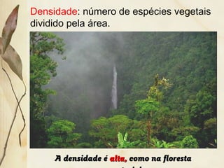 A densidade éA densidade é alta,alta, como na florestacomo na floresta
Densidade: número de espécies vegetais
dividido pela área.
 