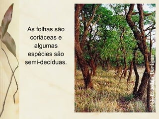 As folhas são
coriáceas e
algumas
espécies são
semi-decíduas.
 