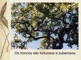 Os troncos são tortuosos e suberosos.
 