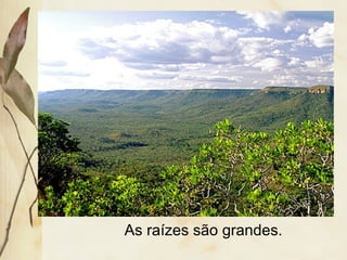 As raízes são grandes.
 