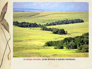 o campo cerrado, onde domina o estrato herbáceo;
 
