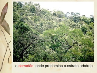 o cerradão, onde predomina o estrato arbóreo.
 