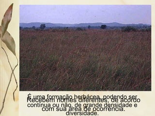É uma formação herbácea, podendo ser
contínua ou não, de grande densidade e
diversidade.
Recebem nomes diferentes, de acordo
com sua área de ocorrência.
 