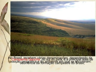 No Brasil, recebem várias denominações, dependendo da
posição geográfica e do ambiente em que se encontram:
Campanha Gaúcha, no sul do país, é a principal área de
ocorrência da formação campestre do Brasil;
 