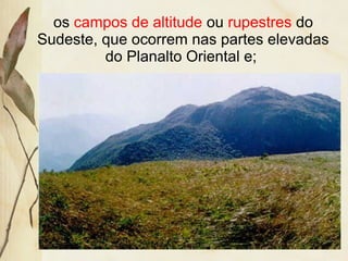 os campos de altitude ou rupestres do
Sudeste, que ocorrem nas partes elevadas
do Planalto Oriental e;
 