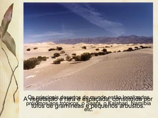 A vegetação é rara e espaçada, constituída por
tufos de gramíneas e pequenos arbustos.
Os principais desertos do mundo estão localizados
próximos aos trópicos, o Saara, o Kalahari, Namíbia
etc.
 